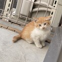 かわいい茶トラの子猫♪