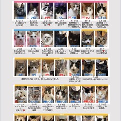 保護ねこ譲渡会inさぽらんて サムネイル2