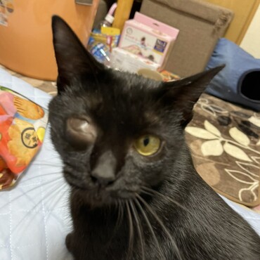 ちょここんママ～（n‘∀‘)ηニャン先輩方々～（n‘∀‘)ηありがとうだニャン♪byチャム(=^ェ^=)