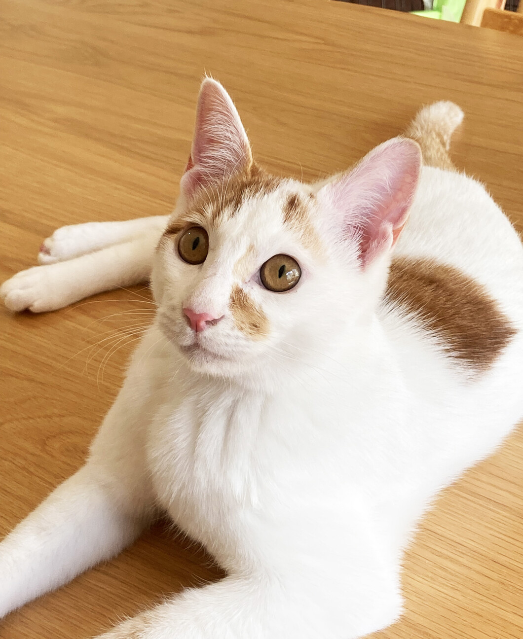 抱っこ大好き♡人間も猫も大好き♡甘えん坊リンちゃん サムネイル4