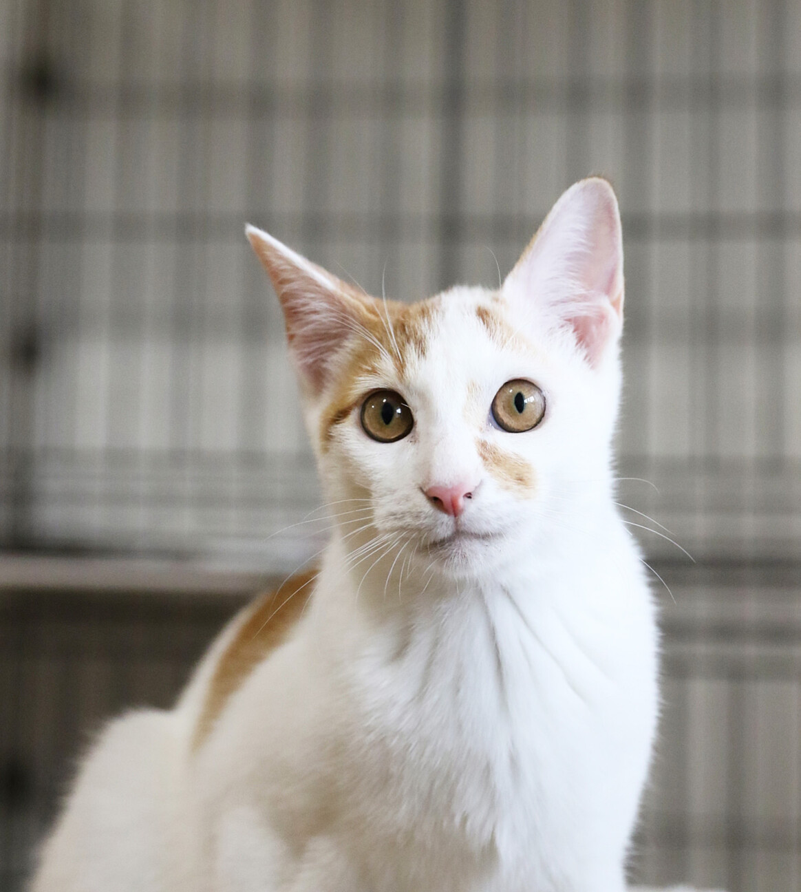 抱っこ大好き♡人間も猫も大好き♡甘えん坊リンちゃん サムネイル5