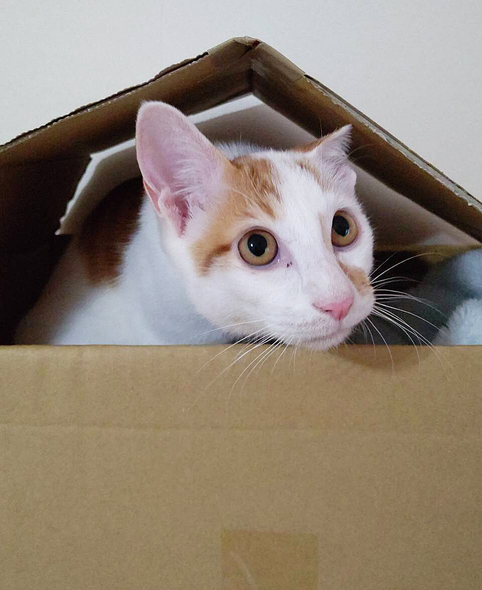 抱っこ大好き♡人間も猫も大好き♡甘えん坊リンちゃん サムネイル7