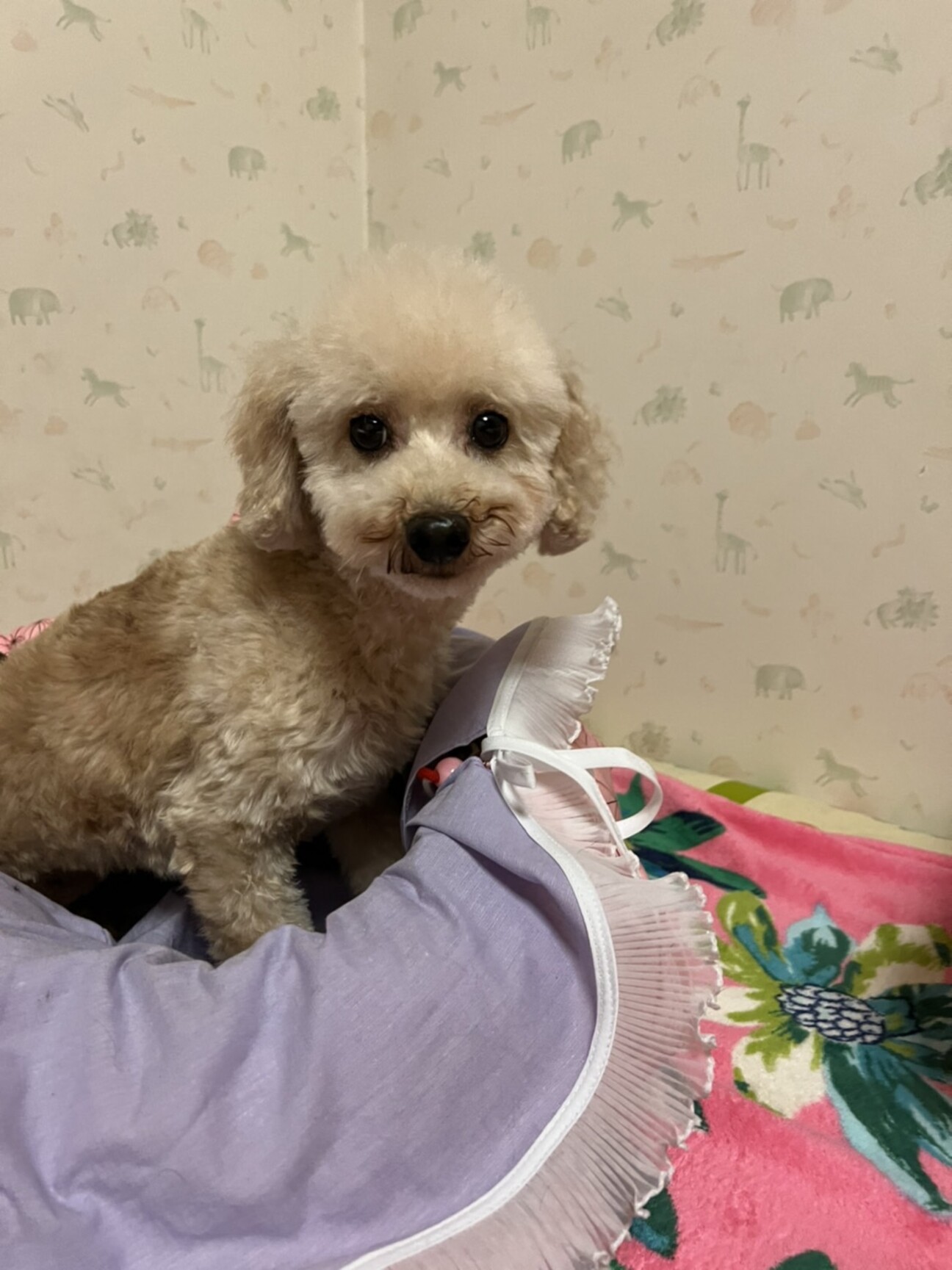 シュークリームちゃん 5 大阪府 犬の里親募集 ペットのおうち 月間利用者150万人