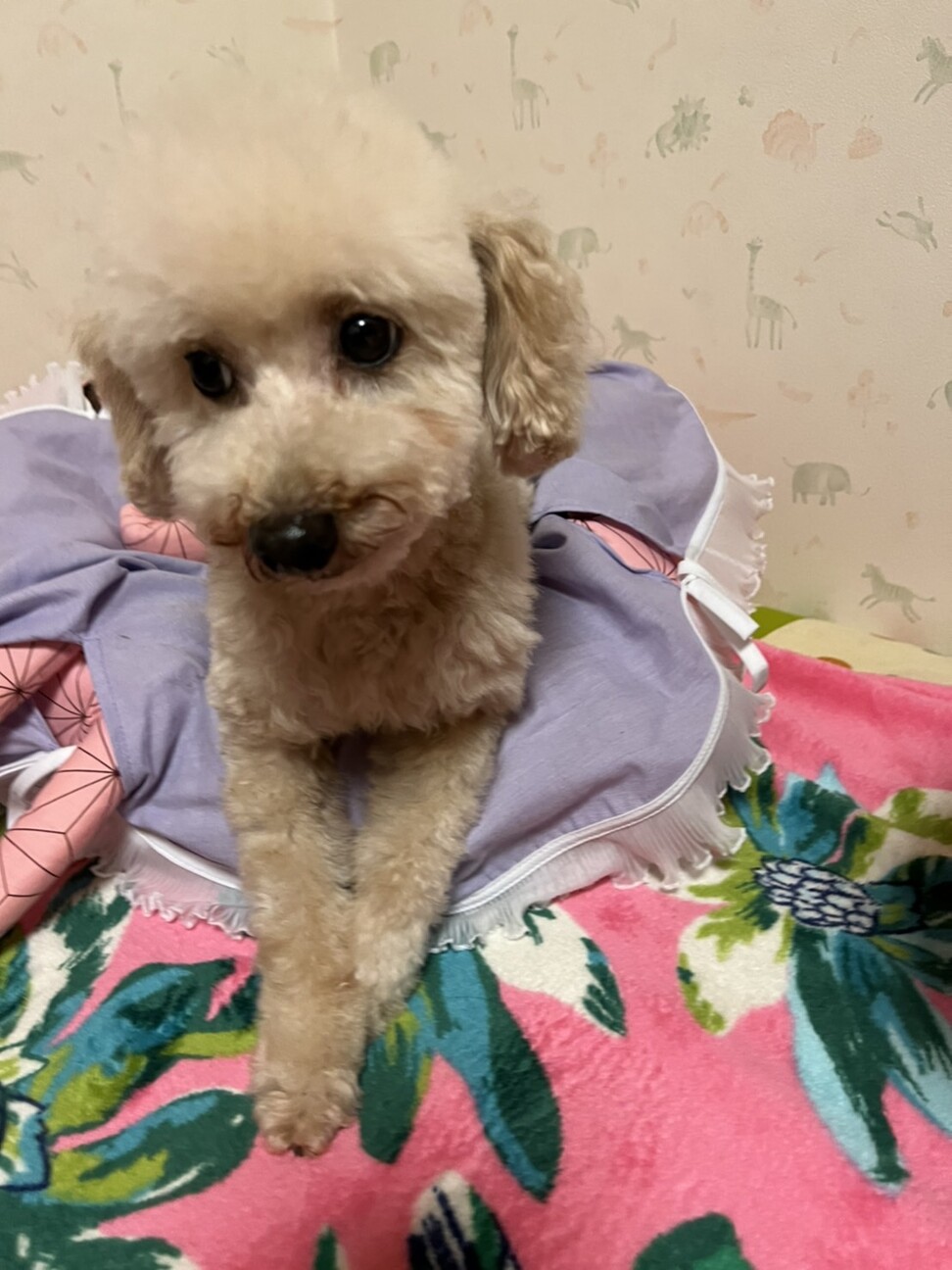 シュークリームちゃん 5 大阪府 犬の里親募集 ペットのおうち 月間利用者150万人