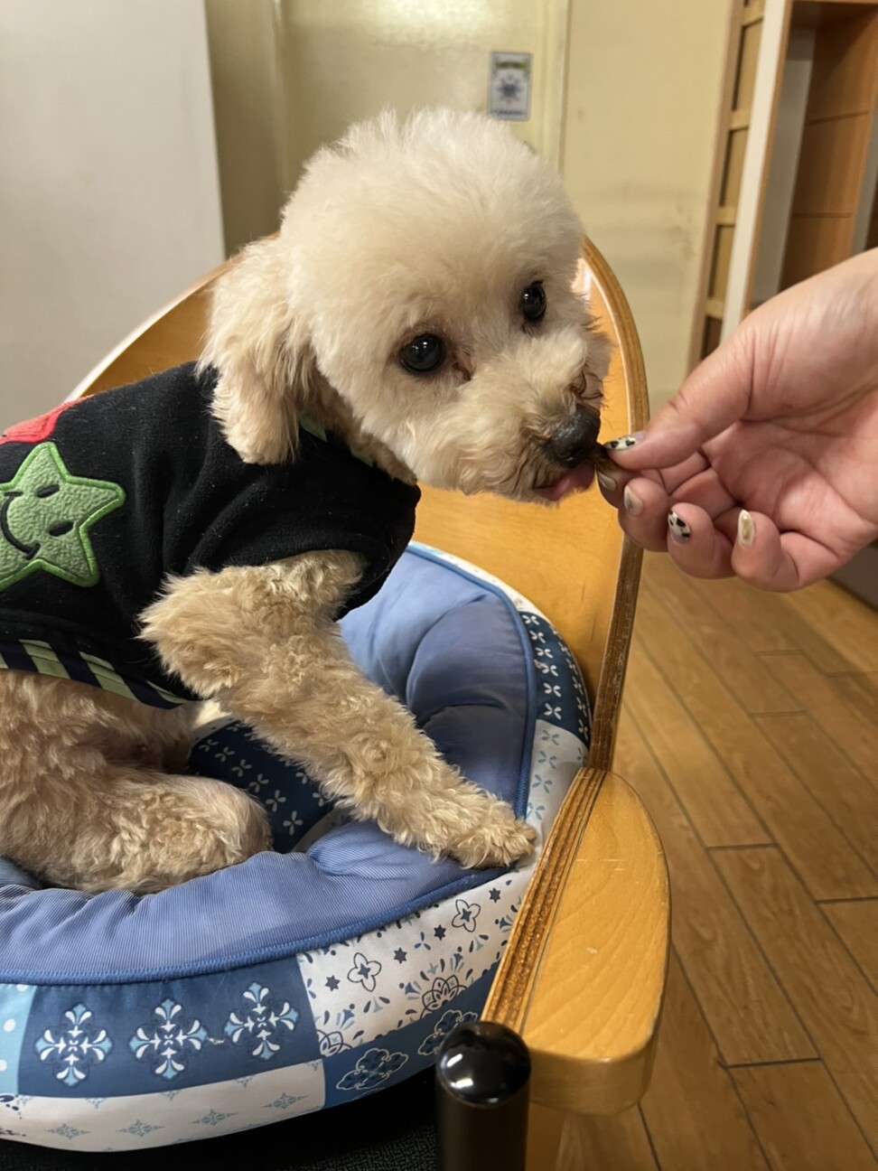 シュークリームちゃん 5 大阪府 犬の里親募集 ペットのおうち 月間利用者150万人