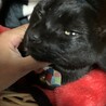 撫でるとこんなになります。
