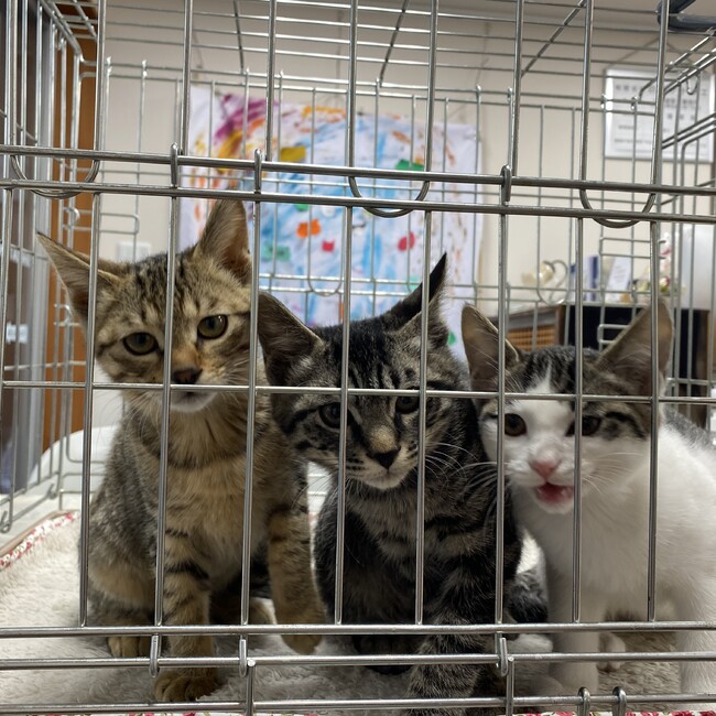 かわぐちアニマルサポートのカバー写真