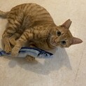 温和で遊びが大好きな3〜4歳のカワイイ茶トラ君♪