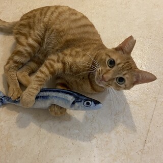 温和で遊びが大好きな3〜4歳のカワイイ茶トラ君♪