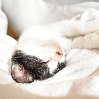 甘えん坊の2ヶ月の男の子　気軽にお問い合わせ下さい