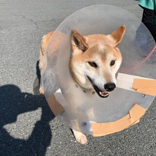 柴mixの美人さん♡すずなちゃん