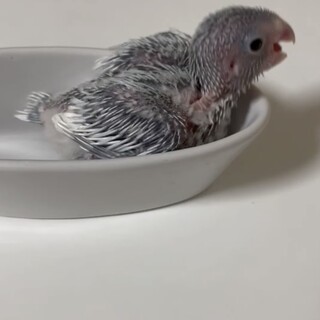 マメルリハの雛の里親募集中です！