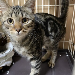 ナル　アメショウ柄のビビリ屋さん