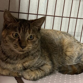 ハクビシンの恐怖にさらされていました