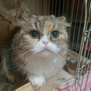 ミヌエット☆あざみ☆女の子・4歳・短足長毛