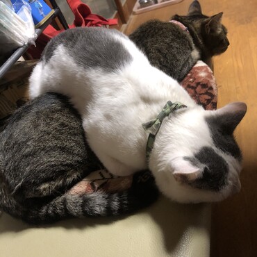 スーちゃんの上に乗るミラージュ