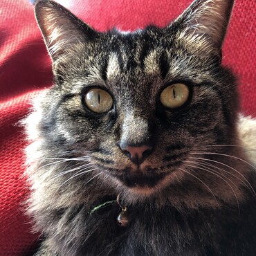 大人の顔になってきたトム