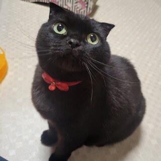 甘えん坊★ふうちゃん