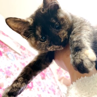 おっとりサビ猫ゼニーちゃん