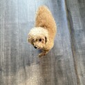 トイプードルのマリーちゃん