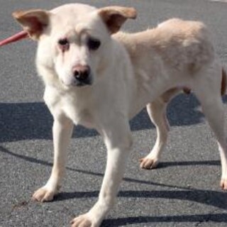 多頭飼育崩壊からの収容【仮名　レオ君】