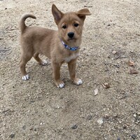 ダッシュ