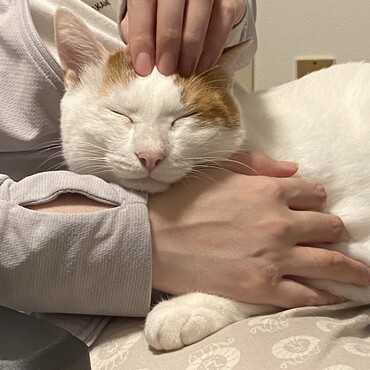 我が家に来て1年になりました。身体は大きくなったけど中身が子猫全開
