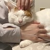 我が家に来て1年になりました。身体は大きくなったけど中身が子猫全開