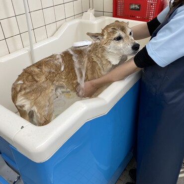 私は親バカなので、こんなにお利口な柴ほかに居ないんじゃないか？と本気で思っちゅう。(職場で私の友達にシャンプーしてもらっているさわちくん。笑)