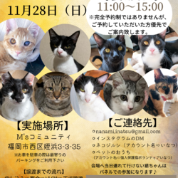 ほごねこの譲渡会inふくお