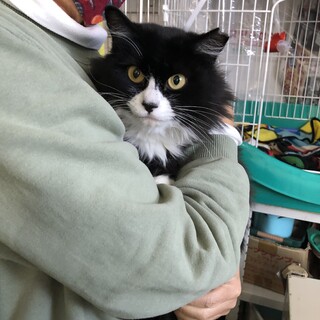 長毛美人な若い女の子ーウイルス検査−手術済