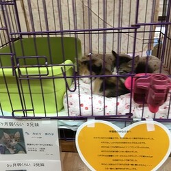 譲渡会！