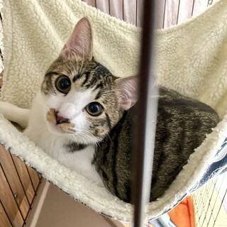 【11/28⭐️堺東にて里親会】参加猫こはだくん