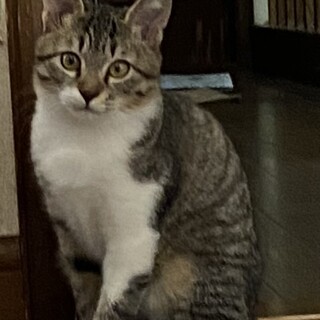 可愛いいキジ白優しい家族募集中