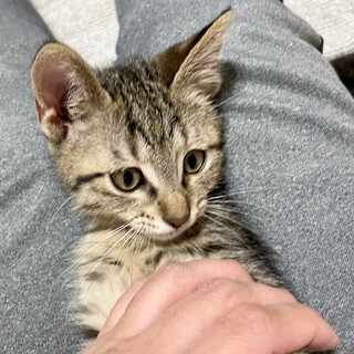 【11/28⭐️堺東にて里親会】参加猫まっくすくん
