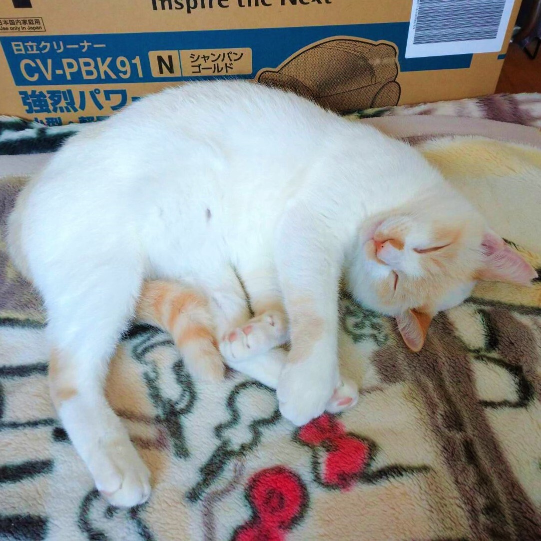 ハイファイブができる青い目の美男子猫カプチーノくん サムネイル3