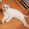 ハイファイブができる青い目の美男子猫カプチーノくん サムネイル5