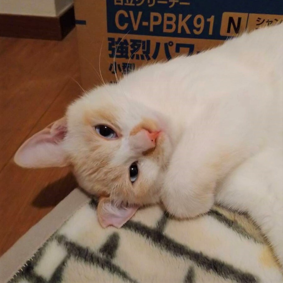 ハイファイブができる青い目の美男子猫カプチーノくん サムネイル6