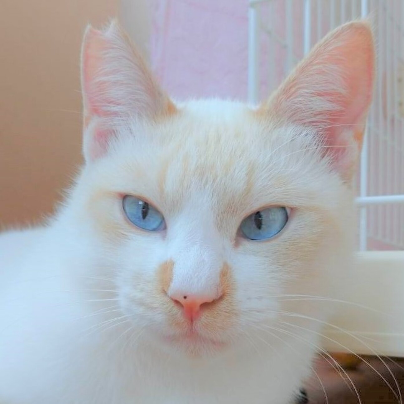 ハイファイブができる青い目の美男子猫カプチーノくん サムネイル1