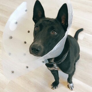 18キロ男の子 去勢手術すみ