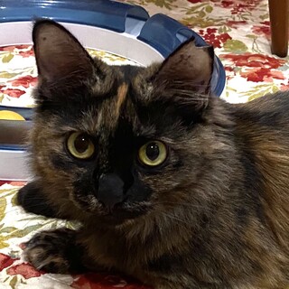抱っこ大好きサビ猫長毛☆フレンドリーウァちゃん❣️