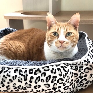 甘えんぼで抱っこ大好き茶白のルルちゃん