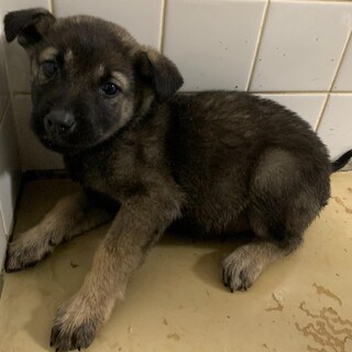 譲渡されました。