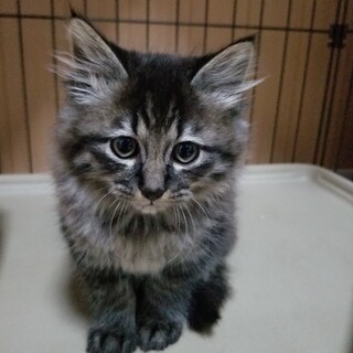 【トライアル決定！！】！長毛のキジトラ