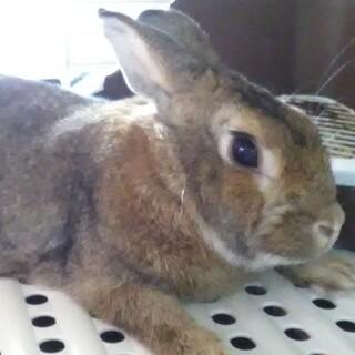 ウサギのハル君です。妻が喘息になった為手放します。