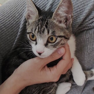 甘えん坊加速中！ぐりちゃん約6ヶ月