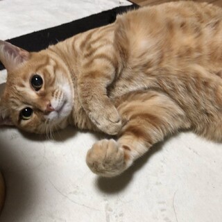 可愛い茶トラ8歳！！