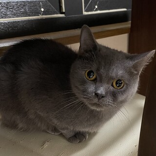 交渉中。ブリティッシュ　美人のおっとり女の子