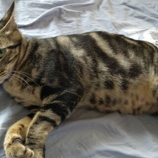 ベランダで出産ママ猫ちゃんです☺️美人猫