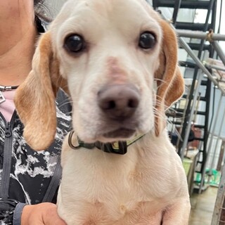 21-M733　可愛いスヌーピー「モンド君」♪